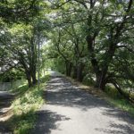 ⑨高田川沿い箸尾の桜並木